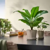 IKEA FEJKA (ИКЕА ФЕЙКА) — Растение искусственное в горшке, для дома/улицы банан 12 см — фото 3