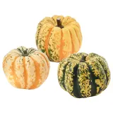 IKEA CUCURBITA (ИКЕА СУСУРБИТА) — Тыква декоративная, разные — фото 1