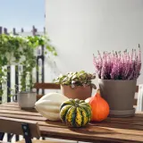 IKEA CUCURBITA (ИКЕА СУСУРБИТА) — Тыква декоративная, разные — фото 2
