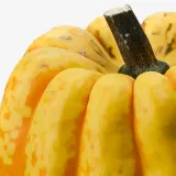 IKEA CUCURBITA (ИКЕА СУСУРБИТА) — Тыква декоративная, разные — фото 4