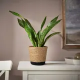 IKEA TÄRNMÅS (ИКЕА ТЭРНМОС) — Кашпо, для дома/бежевый/чёрный 15 см — фото 3