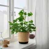 IKEA TÄRNMÅS (ИКЕА ТЭРНМОС) — Кашпо, для дома/бежевый/чёрный 15 см — фото 6