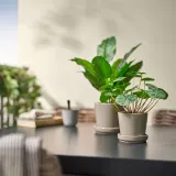IKEA FEJKA (ИКЕА ФЕЙКА) — Искусственное растение в горшке, для дома/улицы Pilea 9 см — фото 3