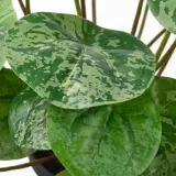 IKEA FEJKA (ИКЕА ФЕЙКА) — Искусственное растение в горшке, для дома/улицы Pilea 9 см — фото 4