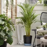 IKEA VÅRDTRÄD (ИКЕА ВОРДТРЭД) — Самополивающееся кашпо, для дома и улицы/прозрачный/антрацит 24 см — фото 6