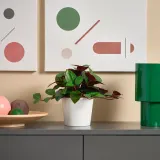 IKEA FEJKA (ИКЕА ФЕЙКА) — Искусственное растение в горшке, для дома/улицы Людизия 9 см — фото 2