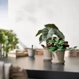 IKEA FEJKA (ИКЕА ФЕЙКА) — Искусственное растение в горшке, для дома/улицы Людизия 9 см — фото 3