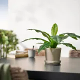 IKEA FEJKA (ИКЕА ФЕЙКА) — Искусственное растение в горшке, для дома/улицы Папоротник Microsorum Crocodyllus 12 см — фото 3