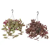 IKEA TRADESCANTIA (ИКЕА ТРАДЕССАНТИА) — Растение подвесное, традесканция разные 17 см — фото 1