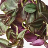 IKEA TRADESCANTIA (ИКЕА ТРАДЕССАНТИА) — Растение подвесное, традесканция разные 17 см — фото 2