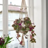 IKEA TRADESCANTIA (ИКЕА ТРАДЕССАНТИА) — Растение подвесное, традесканция разные 17 см — фото 3