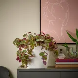 IKEA TRADESCANTIA (ИКЕА ТРАДЕССАНТИА) — Растение подвесное, традесканция разные 17 см — фото 4