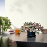 IKEA FEJKA (ИКЕА ФЕЙКА) — Искусственное растение в горшке, для дома/улицы Традесканция/лиловый 12 см — фото 3