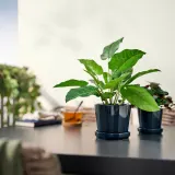 IKEA FEJKA (ИКЕА ФЕЙКА) — Искусственное растение в горшке, для дома/улицы Калатея 12 см — фото 3