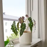 IKEA SANDKÖRSBÄR (ИКЕА САНДКЁРСБЭР) — Кашпо, для дома и улицы/бежевое 19 см — фото 2