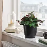 IKEA BROKTRAST (ИКЕА БРОКТРАСТ) — Кашпо для цветочного горшка, для дома и улицы/тёмно-серое 12 см — фото 4