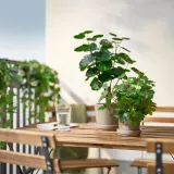 IKEA FEJKA (ИКЕА ФЕЙКА) — Искусственное растение в горшке, для дома и улицы/аралия 12 см — фото 3