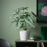 IKEA FEJKA (ИКЕА ФЕЙКА) — Искусственное растение в горшке, для дома и улицы/церцестис 15 см — фото 2