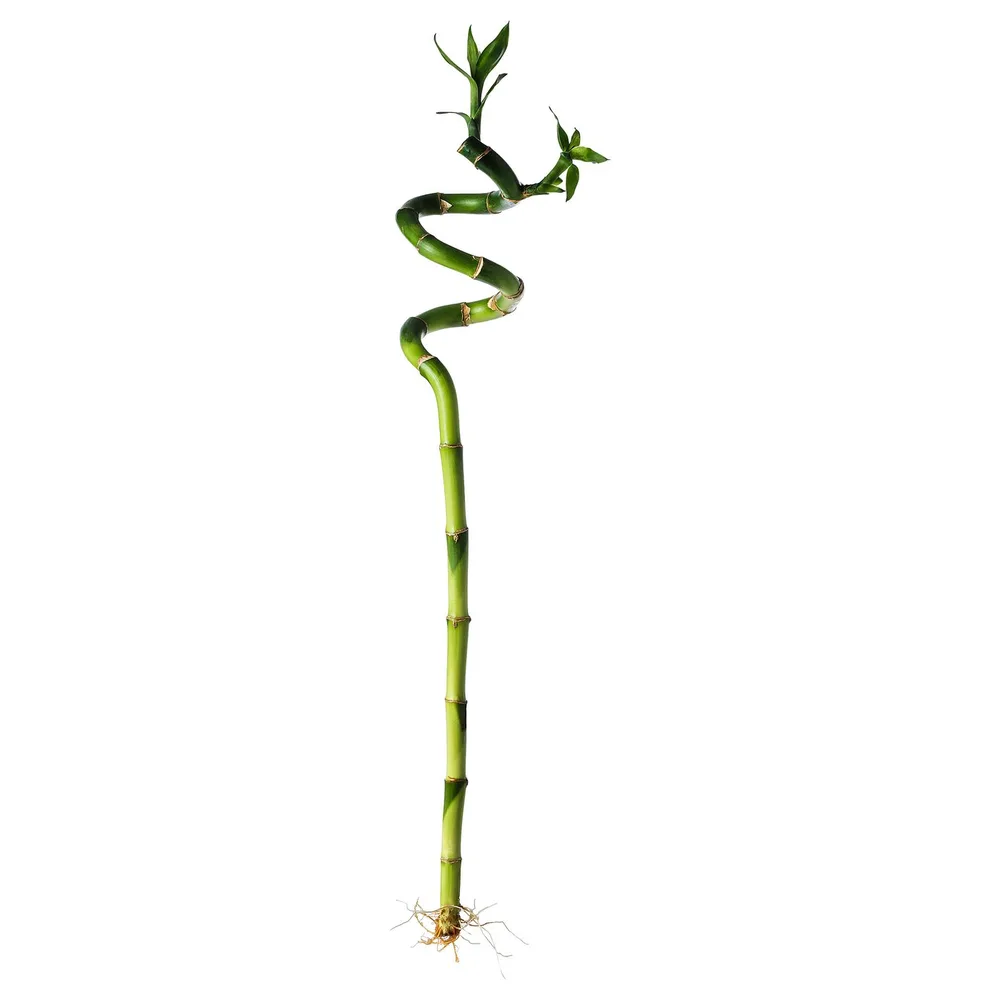 IKEA DRACAENA (ИКЕА ДРАСАЕНА) — Растение, Счастливый бамбук/Спираль 45 см