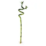 IKEA DRACAENA (ИКЕА ДРАСАЕНА) — Растение, Счастливый бамбук/Спираль 45 см — фото 1