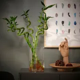 IKEA DRACAENA (ИКЕА ДРАСАЕНА) — Растение, Счастливый бамбук/Спираль 45 см — фото 2