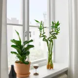 IKEA DRACAENA (ИКЕА ДРАСАЕНА) — Растение, Счастливый бамбук/Спираль 45 см — фото 3