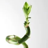IKEA DRACAENA (ИКЕА ДРАСАЕНА) — Растение, Счастливый бамбук/Спираль 45 см — фото 4