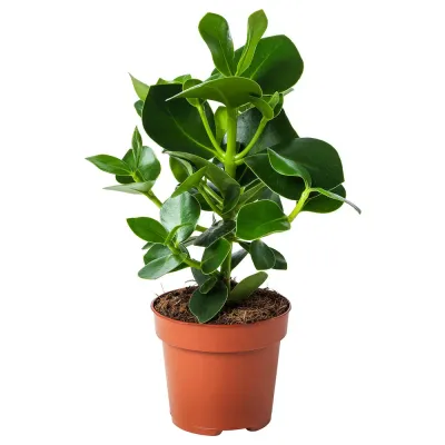 IKEA CLUSIA (ИКЕА СЛУСИА) — Roślina doniczkowa, Kluzja różowa 12 cm