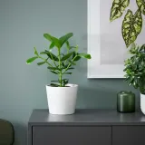 IKEA CLUSIA (ИКЕА СЛУСИА) — Roślina doniczkowa, Kluzja różowa 12 cm — фото 2