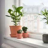 IKEA CLUSIA (ИКЕА СЛУСИА) — Roślina doniczkowa, Kluzja różowa 12 cm — фото 3
