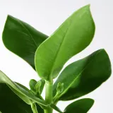 IKEA CLUSIA (ИКЕА СЛУСИА) — Roślina doniczkowa, Kluzja różowa 12 cm — фото 4