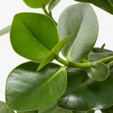 IKEA CLUSIA (ИКЕА СЛУСИА) — Roślina doniczkowa, Kluzja różowa 12 cm — фото 5