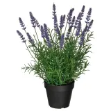 IKEA FEJKA (ИКЕА ФЕЙКА) — Sztuczna roślina doniczkowa, do wewnątrz/na zewnątrz/lawenda liliowy 12 cm — фото 1