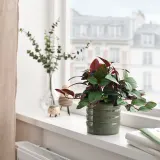 IKEA HASSELBUKETT (ИКЕА ХАССЕЛБУКЕТТ) — Кашпо для цветов, для дома и улицы/зелёное 9 см — фото 2