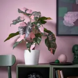 IKEA FEJKA (ИКЕА ФЕЙКА) — Искусственное растение в горшке, филодендрон зелёный/розовый 15 см, для дома и улицы — фото 2