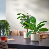 IKEA SANDKÖRSBÄR (ИКЕА САНДКЁРСБЭР) — Кашпо, для дома/улицы/бежевый 12 см — фото 3
