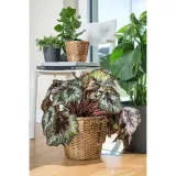 IKEA FRIDFULL (ИКЕА ФРИДФУЛЛ) — Кашпо, водный гиацинт 19 см — фото 3
