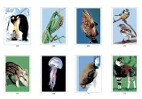 Hachette раскраска по номерам Coloriages mystères - Animaux du monde(предзаказ, дата выпуска 12.03.2025) — фото 3