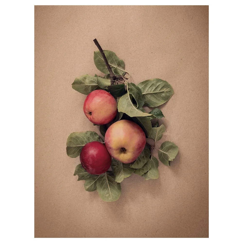 IKEA PJÄTTERYD (ИКЕА ПЙЭТТЕРУД) — Изображение, яблоки и листья, 30x40 см