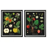 IKEA KNOPPÄNG (ИКЕА КНОППЭНГ) — Рамка для плаката, винтажные ботанические карты с фруктами, 40x50 см — фото 1