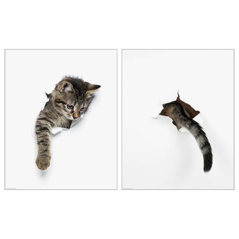 IKEA BILD (ИКЕА БИЛД) — Плакат, внешний вид кошки, 40x50 см