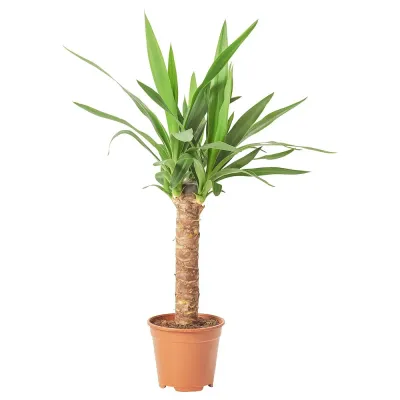 IKEA YUCCA  (ИКЕА ЙУССА)  -  ELEPHANTIPES Горшечное растение, Юкка без колючек, 14 см
