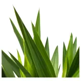 IKEA YUCCA (ИКЕА ЙУССА) - ELEPHANTIPES Горшечное растение, Юкка без колючек, 14 см — фото 3