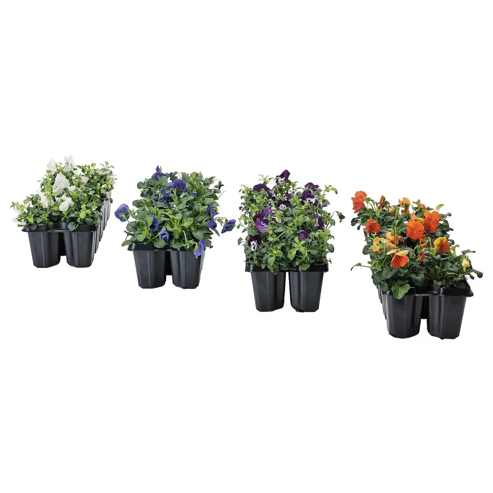 IKEA VIOLA (ИКЕА ВИОЛА) - CORNUTA Горшечное растение, анютины глазки разных цветов, 10 см