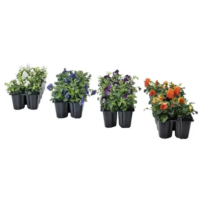 IKEA VIOLA  (ИКЕА ВИОЛА)  -  CORNUTA Горшечное растение, анютины глазки разных цветов, 10 см