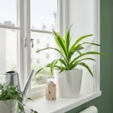 IKEA TROPISK (ИКЕА ТРОПИСК) - Горшечное растение, разные, 17 см — фото 2