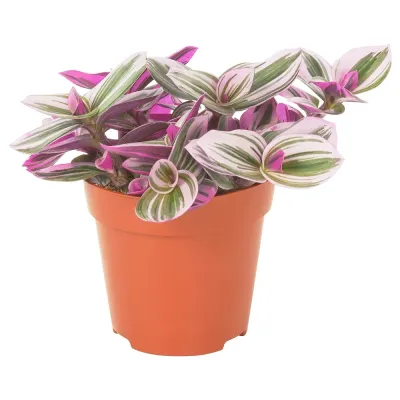 IKEA TRADESCANTIA  (ИКЕА ТРАДЕССАНТИА)  -  Горшечное растение, Традесканция сиреневая, 12 см