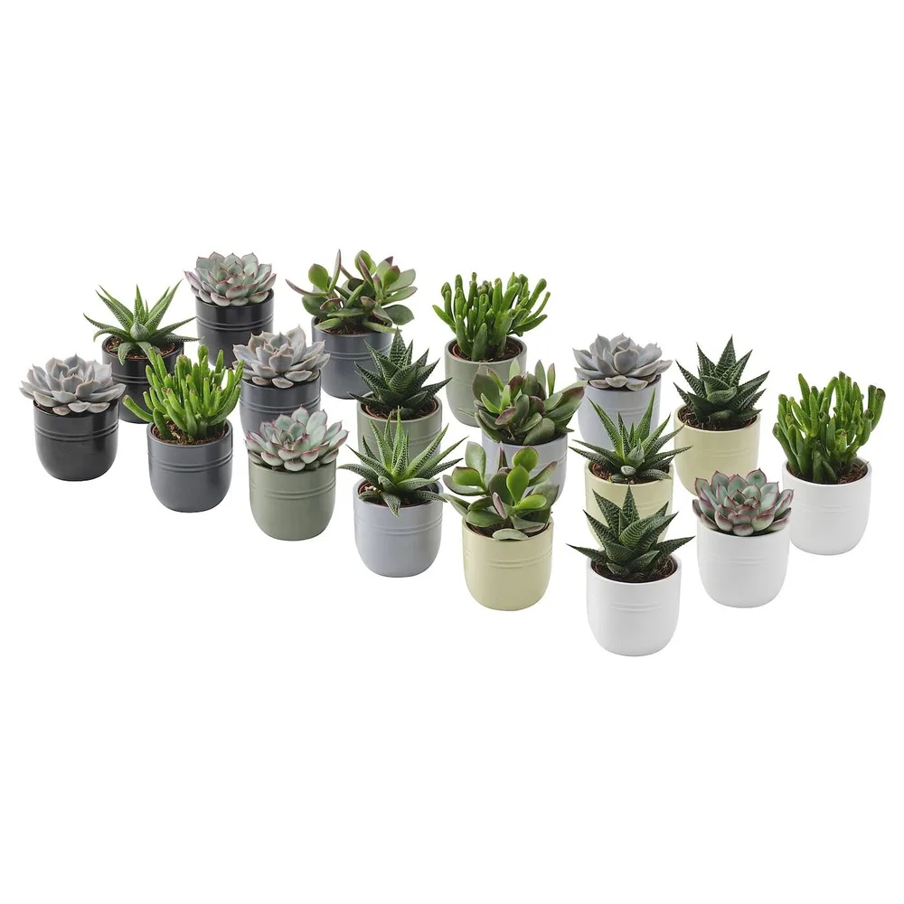 IKEA SUCCULENT (ИКЕА СУССУЛЕНТ) - Растение с горшком, суккулент разных цветов, 6 см