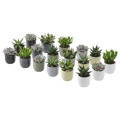IKEA SUCCULENT  (ИКЕА СУССУЛЕНТ)  -  Растение с горшком, суккулент разных цветов, 6 см