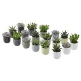 IKEA SUCCULENT (ИКЕА СУССУЛЕНТ) - Растение с горшком, суккулент разных цветов, 6 см — фото 1